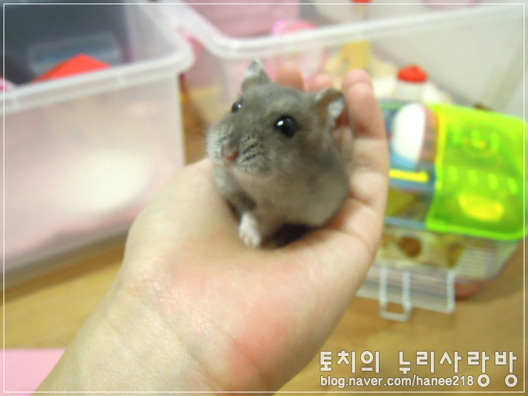  [햄스터] 꼬맹이의 방 산책
