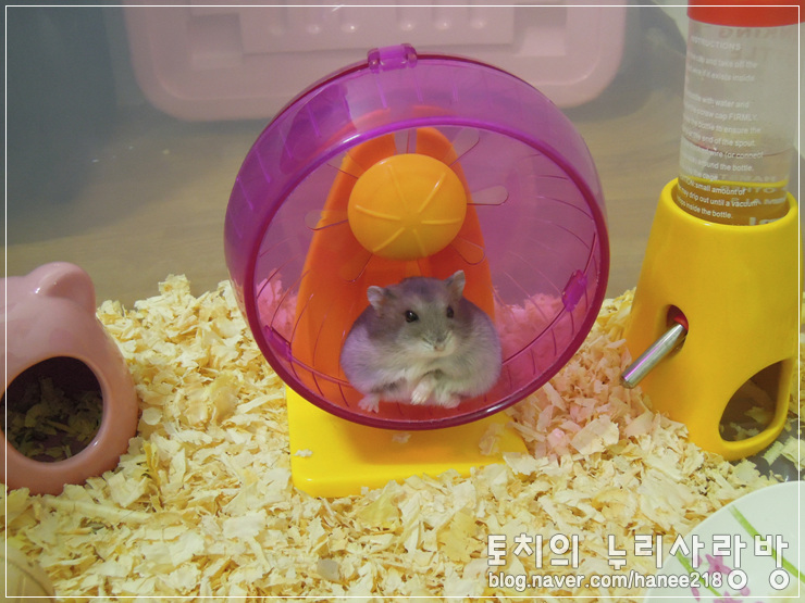  [햄스터] 점점 게을러지고 있는 깜뜨..0_0