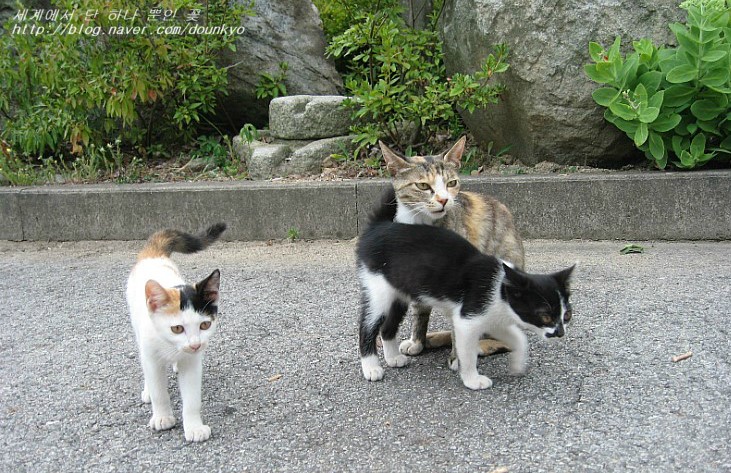 미짱과 아기고양이들 소식  (ミーちゃんと子猫達のニュース)