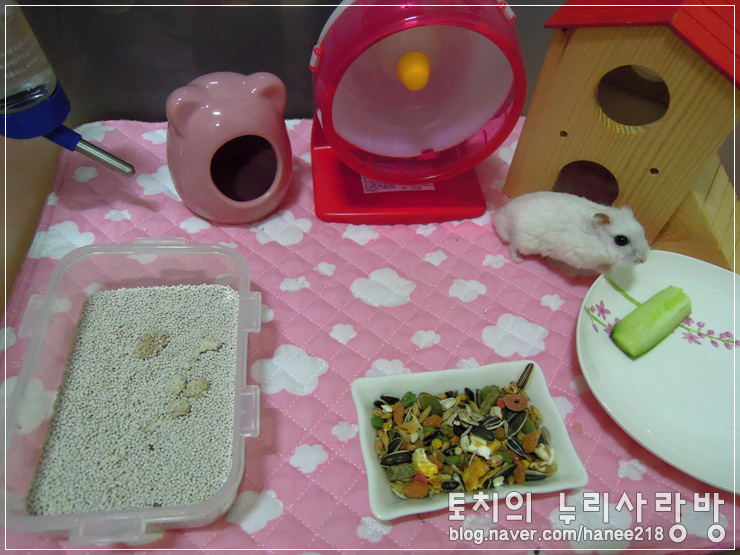  [햄스터] 왕자의 햄스터 화장실 모래~