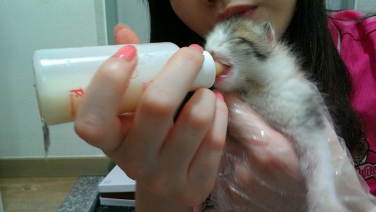  [아기고양이] 아기고양이 돌보기.. !!! <입양간 첫째소식> 