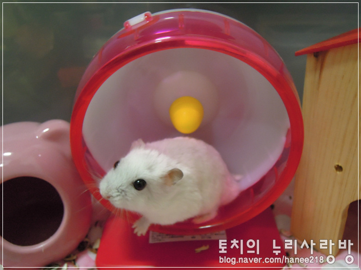  [햄스터] 오랜만에 안녕하세요! ㅠㅠ