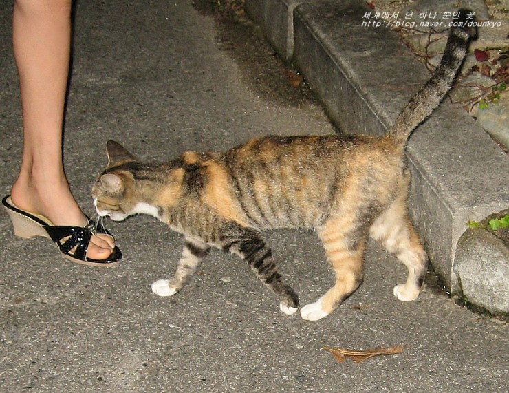  미짱, 너 혹시? (ミーちゃん、あんたもしかして？)