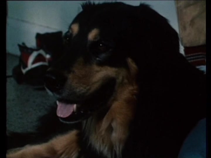 Hunden som log ,The Dog That Smiled (1989) 스웨덴 영화 : 네이버 블로그