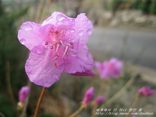  봄비가 그쳤어요. (春の雨がやみました。）