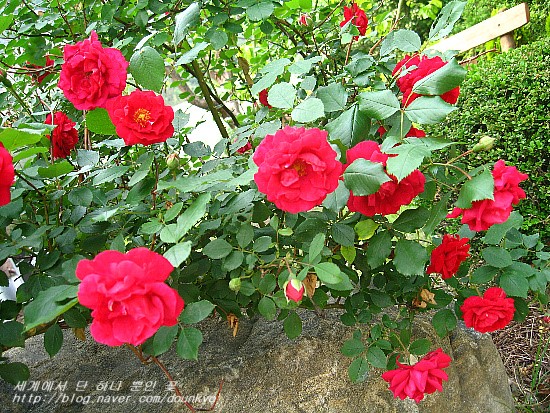  장미꽃이 만발하게 피었어요. (バラの花が満開です。)