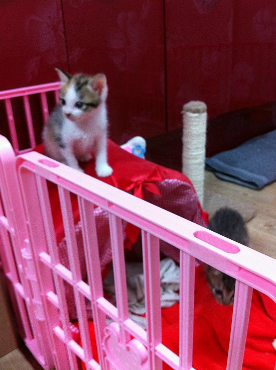  [아기고양이 돌보기] 아기고양이 쪼꼬숑이  구미 하나로 동물병원 후기.. ㅎ