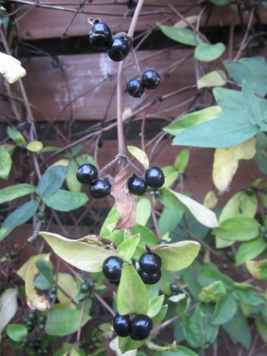 인동덩굴[인동초] 열매와 붉은인동 꽃/인동 효능 : 네이버 블로그