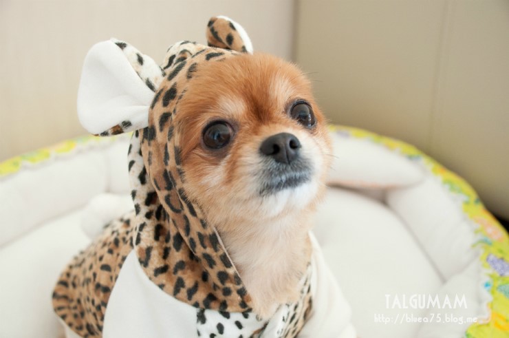  [강아지옷] 호피 후드점퍼