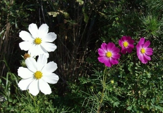 가을에 피는 꽃 종류 몇 가지 : 네이버 블로그