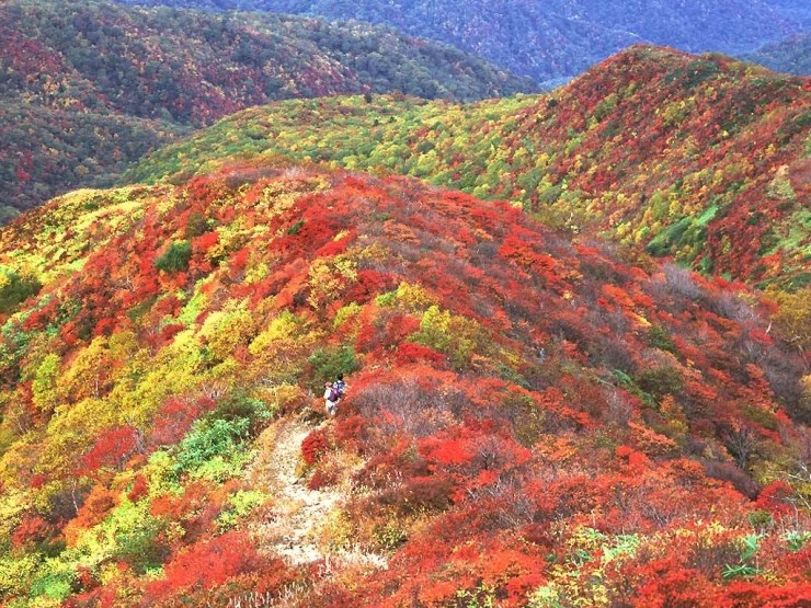 울릉도의 단풍