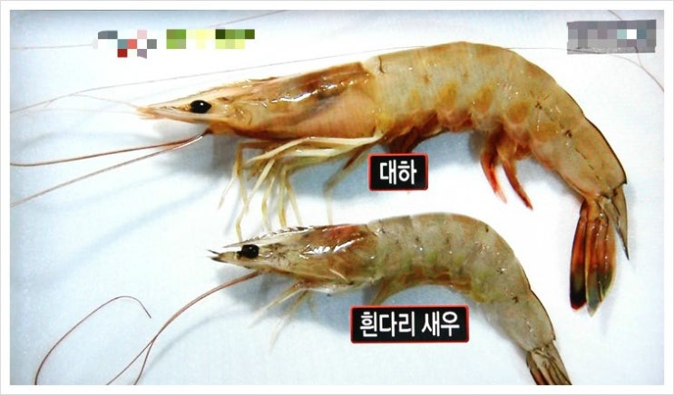  [먹거리X파일] 병든 새우가 팔립니다