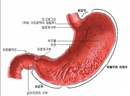 쿠마] 위, 소장, 대장에 도움을 주는 영양제 조합