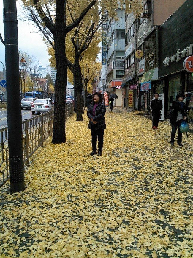 낙엽 낙엽