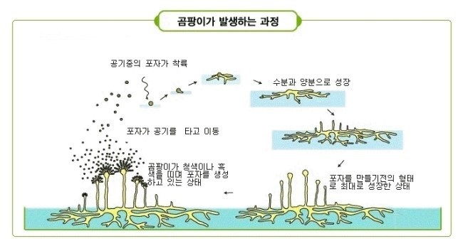 곰팡이 진균증, 사망자 해부 통계, 곰팡이 관련 질병, 호흡기 질환 등...