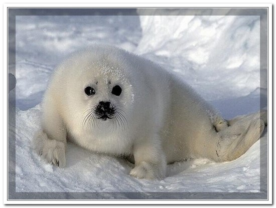 북극에서 사는 동물 : 네이버 블로그