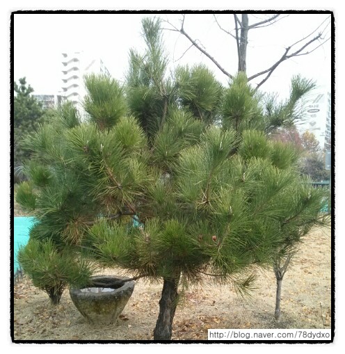 공원 소나무이야기 공원 소나무이야기