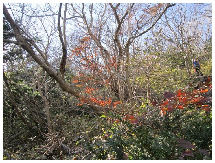 한라산 단풍산행 (6) 영실 소나무 숲은 오색계곡 한라산 단풍산행 (6) 영실 소나무 숲은 오색계곡
