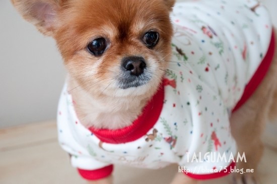 [강아지옷] 크리스마스 깜찍 티셔츠~