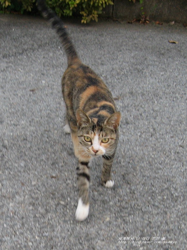  고양이 미짱을 다음에 언제 만날 수 있을까? (猫のミーちゃんに今度はいつ会えるんだろう。) 