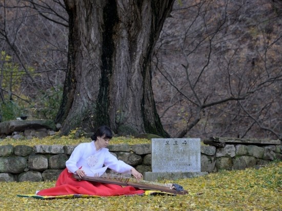  가야금 연주