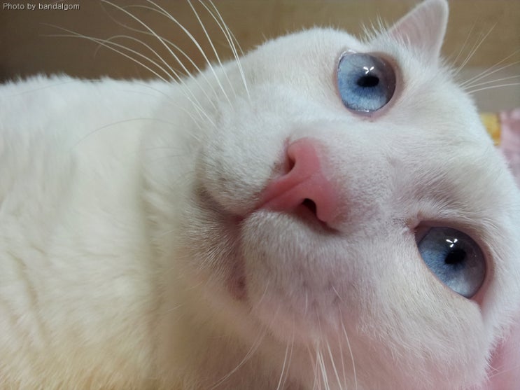 우리집 똥고양이 나비 우리집 똥고양이 나비