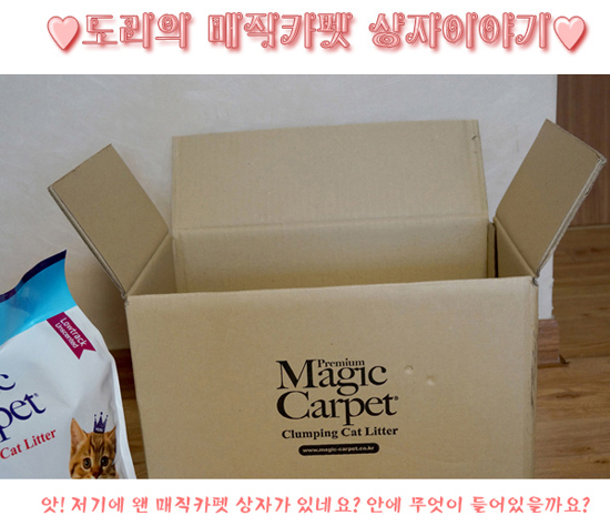  매직카펫 도전 매직캣에 올린 도리 사진이에요.