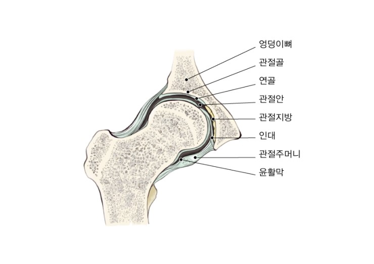  메디컬일러스트_고관절
