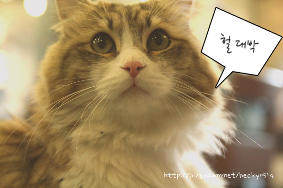  황금세덤이의 화분분갈이 방법 !