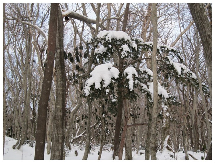 하얀 눈의 나라 한라산 (1) 성판악에서 진달래밭 휴게소까지