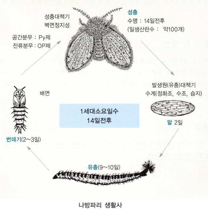 나방파리 알까지 한번에 퇴치한 방법