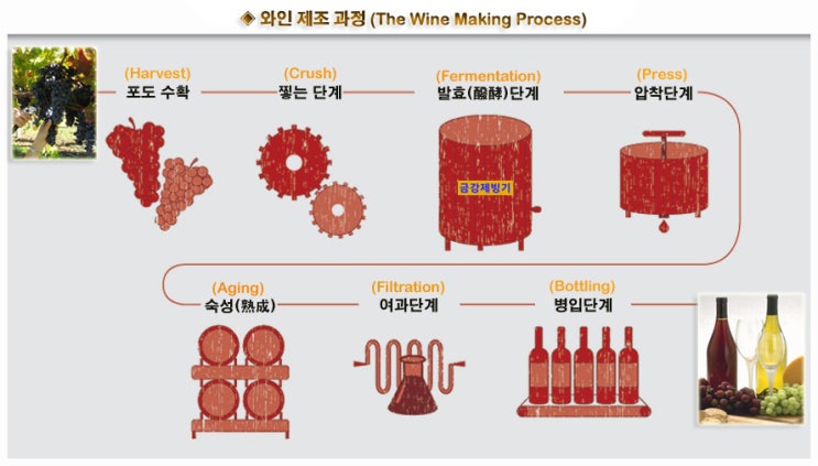 와인제조과정 이해하기