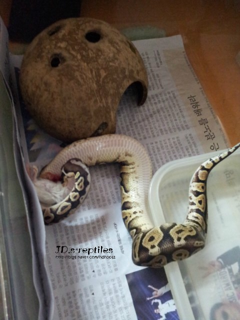  2013-03-28 블랙퓨터 볼파이톤 피딩샷