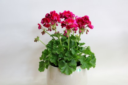 냄비에 제라늄 꽃