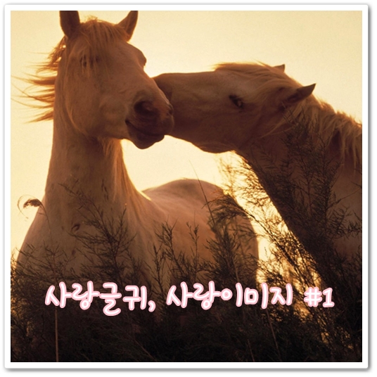  사랑글귀,사랑이미지 #1