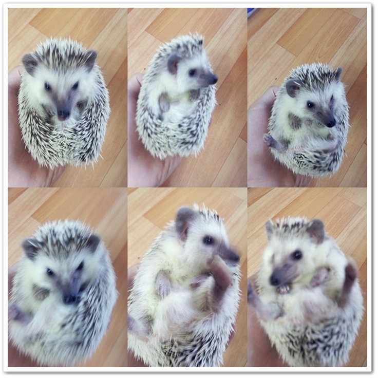  고슴도치 키우는 방법 및 준비