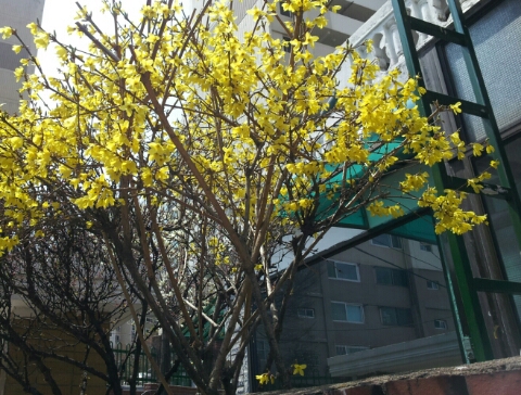 주변에 돌아다니면서 찍은 봄꽃들