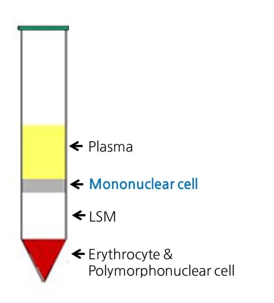 LSM - Lymphocyte Separation Medium (Lymphocyte 분리/ mononuclear lymphocytes 분리)