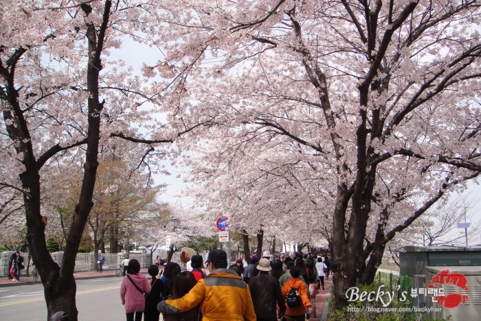 [봄꽃축제]2013년 4월 한강여의도 윤중로 벚꽃거리