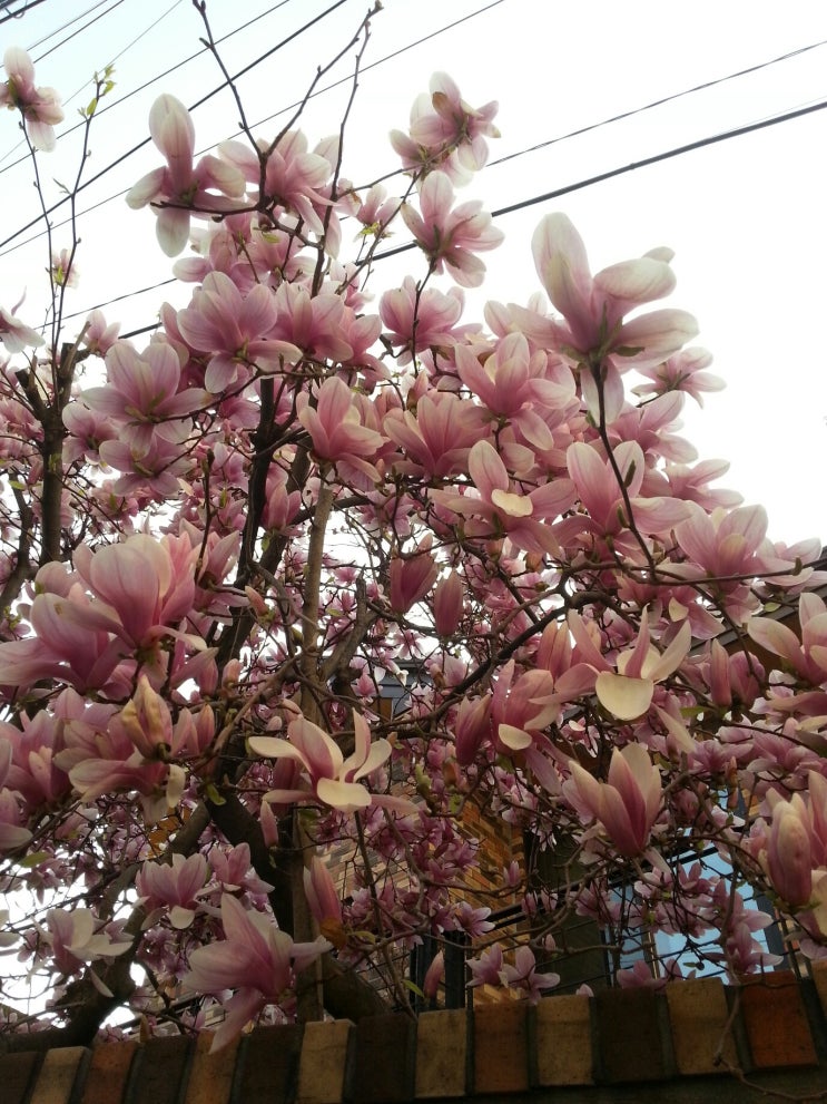 따스한 향기를 품은 봄꽃, 햇살과 만개하다.