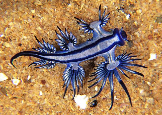 OP075_Glaucus20Maximus_Andre.jpg?type=w2