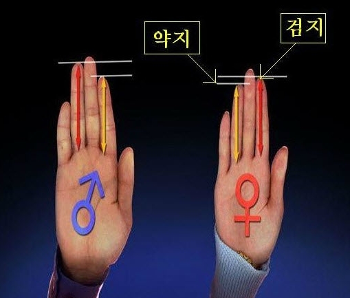  (강동구 비뇨기과/ 강동구 남성수술) 손가락으로 성기길이 크기알수있다!!