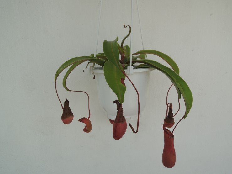 전주 남부시장의 선물 - 식충식물 네펜데스