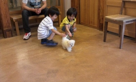 [오원석황금동물병원] 배추 3차예방접종했어융 :-)