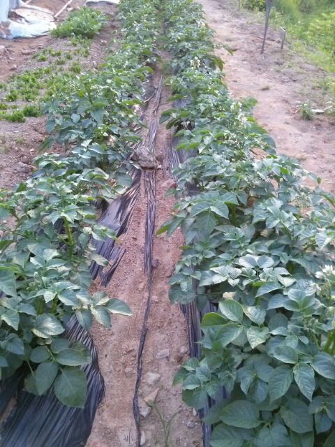 주말농장 감자발육상태