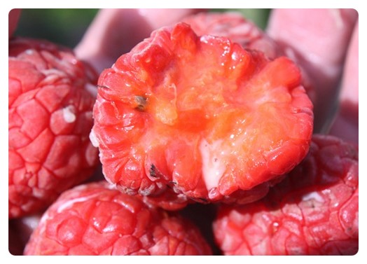의 열매 구지 효능 뽕 뽕나무 열매(오디)의