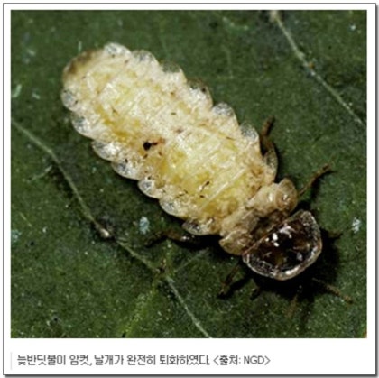 귀 스트레칭 개똥벌레