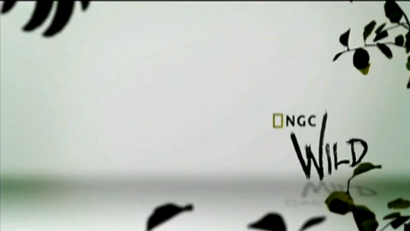  [Documentary] nat geo wild, "zombie alligator"와  A lack of thiamine (비타민B1결핍)