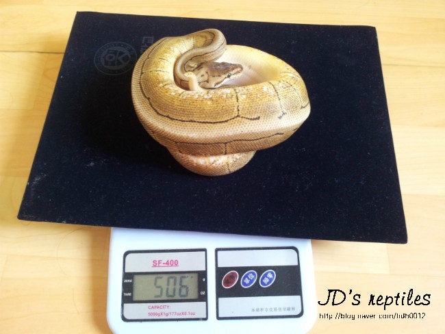  2013-06-20 스피너 볼파이톤 신체검사
