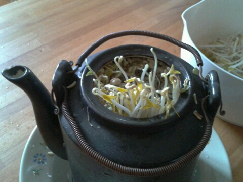  하루에 물 네번 주면 쑥욱 쑤욱 자라는 숙주나물로 고향의 맛을 느끼다.